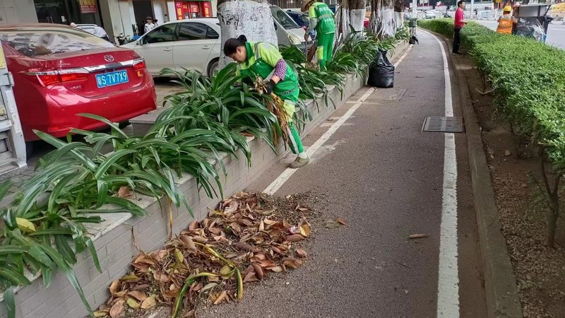 低维护小区绿化草坪，如何选择合适的草种？**